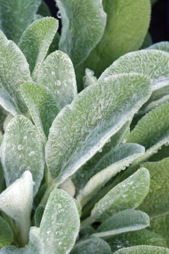 Fuzzy Wuzzy Lambs Ear (Stachys Byzantina) - 1 Gallon Pot -Wilson Bros Garden stachys byzantina fuzzy wuzzy lambs ears 3