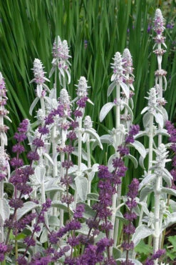Fuzzy Wuzzy Lambs Ear (Stachys Byzantina) - 1 Gallon Pot -Wilson Bros Garden stachys byzantina fuzzy wuzzy lambs ears 5