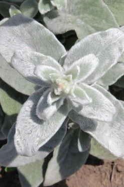 Fuzzy Wuzzy Lambs Ear (Stachys Byzantina) - 1 Gallon Pot -Wilson Bros Garden stachys byzantina fuzzy wuzzy lambs ears 6