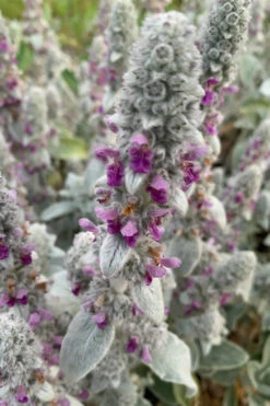 Fuzzy Wuzzy Lambs Ear (Stachys Byzantina) - 1 Gallon Pot -Wilson Bros Garden stachys byzantina fuzzy wuzzy lambs ears 7