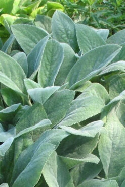 Helen Von Stein Lambs Ears (Big Ears) - 1 Gallon Pot -Wilson Bros Garden stachys byzantina helen von stein lambs ear 103 2