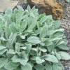 Helen Von Stein Lambs Ears (Big Ears) - 1 Gallon Pot -Wilson Bros Garden stachys byzantina helen von stein lambs ear 105 2