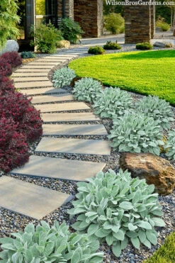 Helen Von Stein Lambs Ears (Big Ears) - 12 Pack Of Quart Pots -Wilson Bros Garden stachys byzantina helen von stein lambs ear 111 1