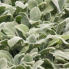 Silver Carpet Lambs Ears (Stachys) - 6 Pack Of Pint Pots -Wilson Bros Garden stachys byzantina silver carpet lambs ears 4