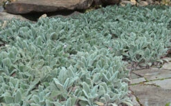Silver Carpet Lambs Ears (Stachys) - 6 Pack Of Pint Pots -Wilson Bros Garden stachys byzantina silver carpet lambs ears 5