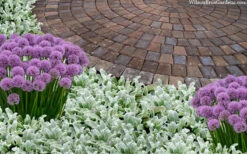 Silky Fleece Dwarf Lambs Ear (Stachys Byzantina) - 10 Pack Of Quarts Pots -Wilson Bros Garden stachys byzantine silky fleece lambs ear 105