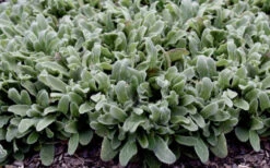 Silky Fleece Dwarf Lambs Ear (Stachys Byzantina) - 6 Pack Of 1 Gallon Pots -Wilson Bros Garden stachys silky fleece 2