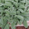 Silky Fleece Dwarf Lambs Ear (Stachys Byzantina) - 5 Pack Of Quarts Pots 2 Silky Fleece Dwarf Lambs Ear (Stachys Byzantina) - 5 Pack Of Quarts Pots -Wilson Bros Garden stachys silky fleece 3 1