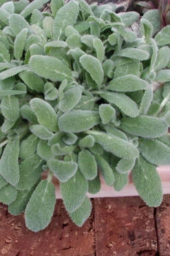 Silky Fleece Dwarf Lambs Ear (Stachys Byzantina) - 1 Gallon Pot