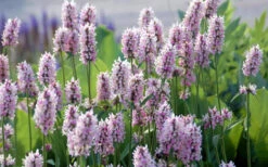 Summer Crush Betony (Stachys) - 1 Gallon Pot -Wilson Bros Garden stachys summer crush betony 5