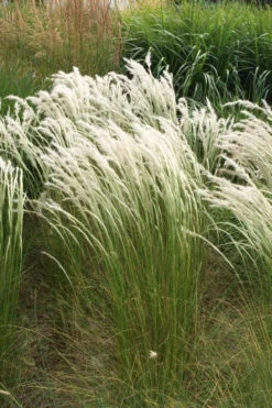 Peruvian Feather Grass (Stipa Ichu) - 1 Gallon Pot -Wilson Bros Garden stipa ichu peruvian feather grass 14