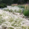 Peruvian Feather Grass (Stipa Ichu) - 1 Gallon Pot -Wilson Bros Garden stipa ichu peruvian feather grass 5