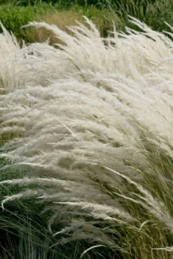 Peruvian Feather Grass (Stipa Ichu) - 1 Gallon Pot -Wilson Bros Garden stipa ichu peruvian feather grass 7