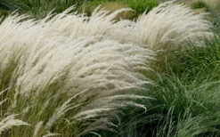Peruvian Feather Grass (Stipa Ichu) - 1 Gallon Pot -Wilson Bros Garden stipa ichu peruvian feather grass 8