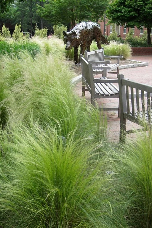 Pony Tails Mexican Feather Grass - Stipa Tennuissima - 6 Pack Of 1 Gallon Pots 3 Pony Tails Mexican Feather Grass - Stipa Tennuissima - 6 Pack Of 1 Gallon Pots