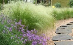 Pony Tails Mexican Feather Grass (Stipa Tennuissima) - 5 Pack Of Quart Pots -Wilson Bros Garden stipa tenuissima ponytails mexican feather grass 105 1