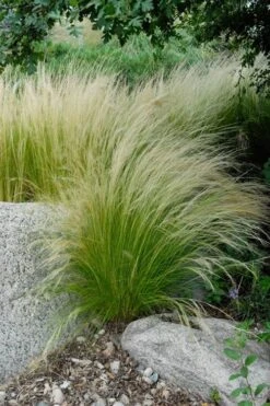 Pony Tails Mexican Feather Grass (Stipa Tennuissima) - 5 Pack Of Quart Pots -Wilson Bros Garden stipa tenuissima ponytails mexican feather grass 107 1