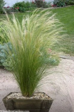 Pony Tails Mexican Feather Grass (Stipa Tennuissima) - 3 Pack Of Quart Pots -Wilson Bros Garden stipa tenuissima ponytails mexican feather grass 111 4