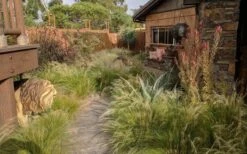 Pony Tails Mexican Feather Grass - Stipa Tennuissima - 1 Gallon Pot -Wilson Bros Garden stipa tenuissima ponytails mexican feather grass 115 2