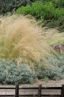 Pony Tails Mexican Feather Grass (Stipa Tennuissima) - 6 Pack Of Quart Pots -Wilson Bros Garden stipa tenuissima ponytails mexican feather grass 117