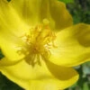 Celandine Yellow Woods Poppy(Stylophorum) - 6 Pack Of 1 Gallon Pots 1 Celandine Yellow Woods Poppy(Stylophorum) - 6 Pack Of 1 Gallon Pots -Wilson Bros Garden stylophorum diphyllum celandine poppy 1