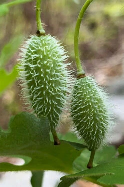 Celandine Yellow Woods Poppy(Stylophorum) - 6 Pack Of 1 Gallon Pots -Wilson Bros Garden stylophorum diphyllum celandine poppy 10