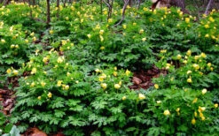 Celandine Yellow Woods Poppy(Stylophorum) - 6 Pack Of 1 Gallon Pots -Wilson Bros Garden stylophorum diphyllum celandine poppy 11