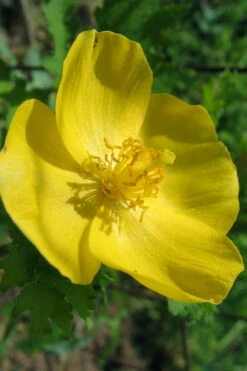 Celandine Yellow Woods Poppy(Stylophorum) - 6 Pack Of 1 Gallon Pots -Wilson Bros Garden stylophorum diphyllum celandine poppy 12