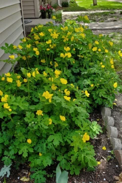 Celandine Yellow Woods Poppy(Stylophorum) - 6 Pack Of 1 Gallon Pots -Wilson Bros Garden stylophorum diphyllum celandine poppy 3