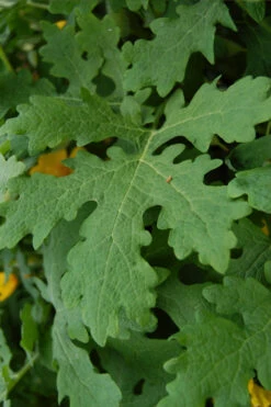 Celandine Yellow Woods Poppy(Stylophorum) - 6 Pack Of 1 Gallon Pots -Wilson Bros Garden stylophorum diphyllum celandine poppy 5