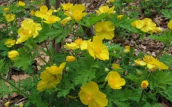 Celandine Yellow Woods Poppy(Stylophorum) - 6 Pack Of 1 Gallon Pots -Wilson Bros Garden stylophorum diphyllum celandine poppy 7