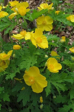 Celandine Yellow Woods Poppy(Stylophorum) - 6 Pack Of 1 Gallon Pots -Wilson Bros Garden stylophorum diphyllum celandine poppy 8