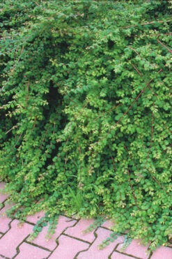 Chenault Coralberry Bush (Symphoricarpos X Chenaultii 'Hancock') - 1 Gallon Pot -Wilson Bros Garden symphoricarpos chenaultii hancock coralberry 7