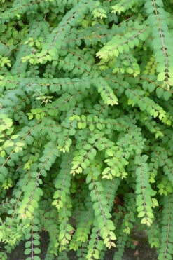 Chenault Coralberry Bush (Symphoricarpos X Chenaultii 'Hancock') - 1 Gallon Pot -Wilson Bros Garden symphoricarpos chenaultii hancock coralberry 8