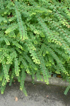 Chenault Coralberry Bush (Symphoricarpos X Chenaultii 'Hancock') - 1 Gallon Pot -Wilson Bros Garden symphoricarpos chenaultii hancock coralberry 9