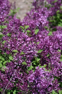 Bloomerang Dark Purple Lilac - 2 Gallon Pot 13 Bloomerang Dark Purple Lilac - 2 Gallon Pot -Wilson Bros Garden syringa bloomerang dark purple lilac 23 1