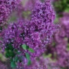 Bloomerang Dark Purple Lilac - 2 Gallon Pot