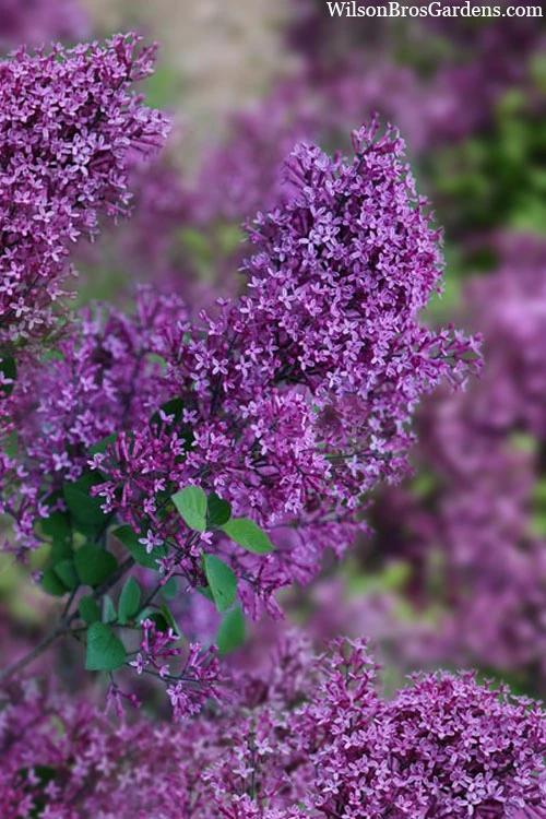 Bloomerang Dark Purple Lilac - 2 Gallon Pot 3 Bloomerang Dark Purple Lilac - 2 Gallon Pot
