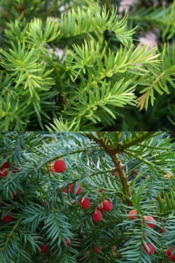 Spreading English Yew (Taxus Baccata 'Repandens) - 3 Gallon Pot 15 Spreading English Yew (Taxus Baccata 'Repandens) - 3 Gallon Pot -Wilson Bros Garden taxus baccata repandens speading english yew 10