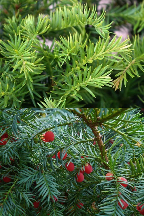 Spreading English Yew (Taxus Baccata 'Repandens) - 3 Gallon Pot 9 Spreading English Yew (Taxus Baccata 'Repandens) - 3 Gallon Pot - Image 7