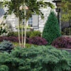 Spreading English Yew (Taxus Baccata 'Repandens) - 3 Gallon Pot -Wilson Bros Garden taxus baccata repandens speading english yew 20