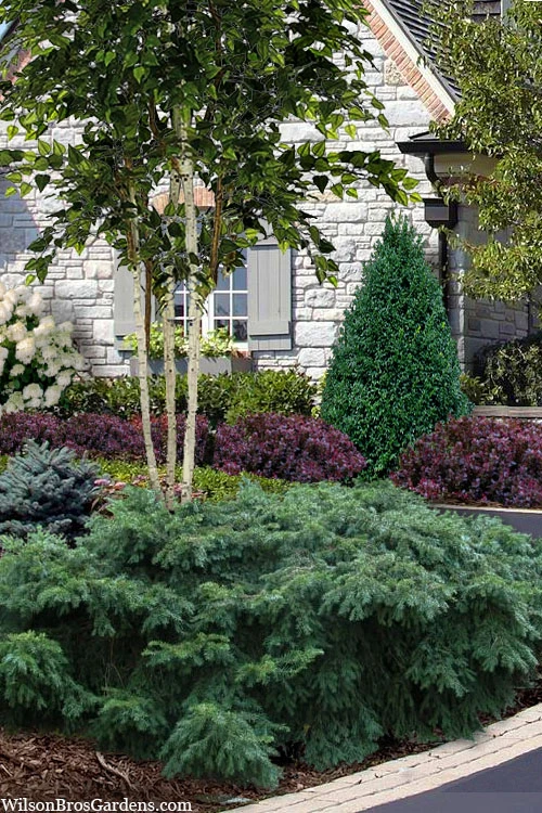 Spreading English Yew (Taxus Baccata 'Repandens) - 3 Gallon Pot 3 Spreading English Yew (Taxus Baccata 'Repandens) - 3 Gallon Pot