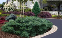 Spreading English Yew (Taxus Baccata 'Repandens) - 3 Gallon Pot 13 Spreading English Yew (Taxus Baccata 'Repandens) - 3 Gallon Pot -Wilson Bros Garden taxus baccata repandens speading english yew 21