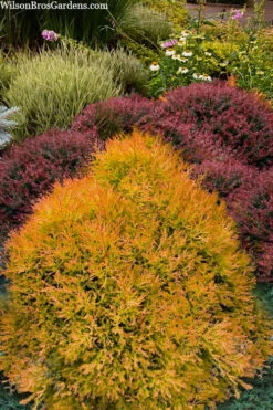 Fire Chief Arborvitae - 3 Gallon Pot -Wilson Bros Garden thuja fire chief arborvitae 103 4