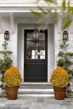 Fire Chief Arborvitae - 2.5 Gallon Pot -Wilson Bros Garden thuja fire chief arborvitae 104