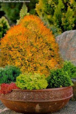 Fire Chief Arborvitae - 7 Gallon Pot