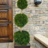Emerald Green Arborvitae Poodle Tier Topiary (3 Ball) - 5 Gallon Pot (5-6') -Wilson Bros Garden thuja occidentalis emerald green arborvitae 3 ball poodle tier topiary 1