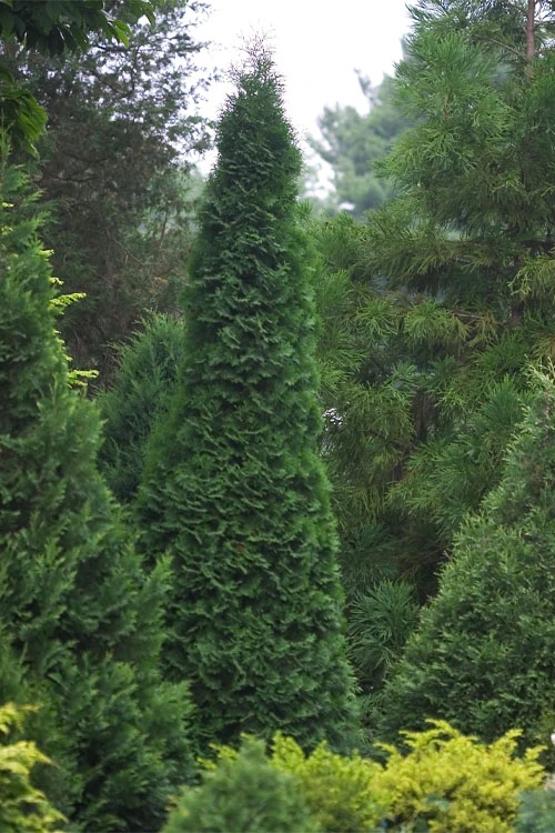 North Pole Arborvitae (Thuja) - 6 Pack Of 1 Gallon Pots 6 North Pole Arborvitae (Thuja) - 6 Pack Of 1 Gallon Pots - Image 4