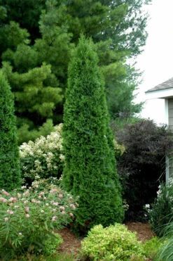 North Pole Arborvitae (Thuja) - 2 Gallon Pot -Wilson Bros Garden thuja occidentalis north pole arborvitae 2 2