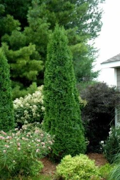 North Pole Arborvitae (Thuja) - 2 Gallon Pot -Wilson Bros Garden thuja occidentalis north pole arborvitae 2